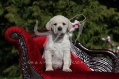 Retriever - Yellow Labrador