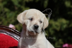 Retriever - Yellow Labrador