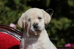 Retriever - Yellow Labrador
