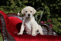 Retriever - Yellow Labrador
