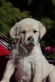 Retriever - Yellow Labrador