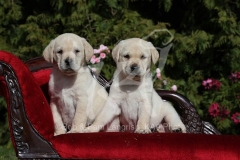 Retriever - Yellow Labrador