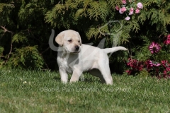 Retriever - Yellow Labrador