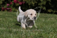 Retriever - Yellow Labrador