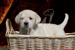 Retriever - Yellow Labrador