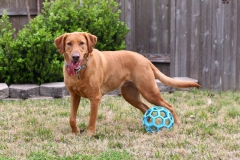Dog