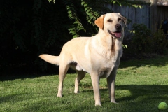 Dog