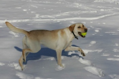 Dog