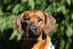 Rhodesian Ridgeback