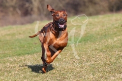 Rhodesian Ridgeback