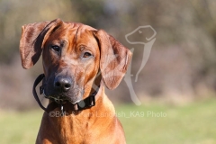 Rhodesian Ridgeback