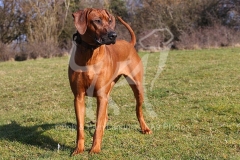 Rhodesian Ridgeback