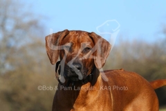 Rhodesian Ridgeback