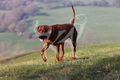 Rhodesian Ridgeback