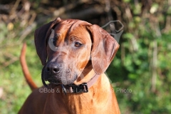 Rhodesian Ridgeback