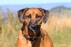 Rhodesian Ridgeback