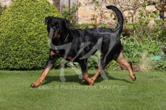 Rottweiler