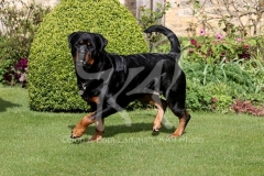 Rottweiler