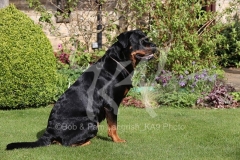 Rottweiler