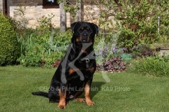 Rottweiler