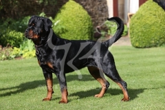 Rottweiler