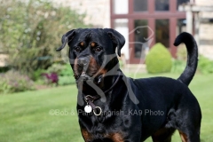 Rottweiler