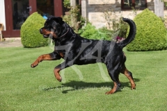 Rottweiler