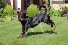 Rottweiler