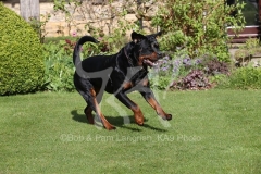 Rottweiler