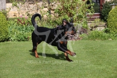 Rottweiler
