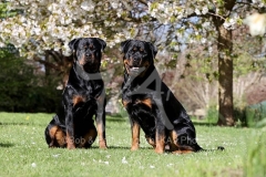 Rottweiler