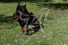 Rottweiler