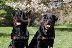 Rottweiler