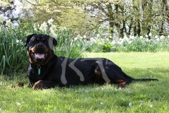 Rottweiler