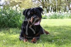 Rottweiler