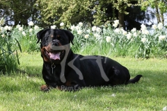 Rottweiler