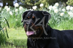 Rottweiler