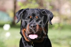 Rottweiler