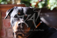 Rottweiler