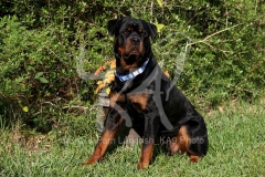 Rottweiler