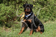 Rottweiler