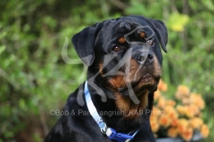 Rottweiler