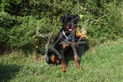 Rottweiler