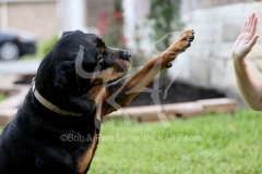 Rottweiler