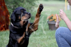 Rottweiler