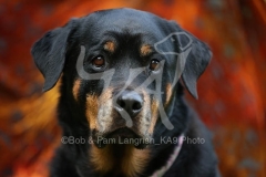 Rottweiler