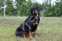 Rottweiler