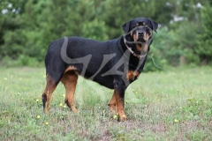 Rottweiler
