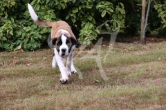 Saint Bernard