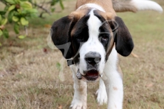 Saint Bernard